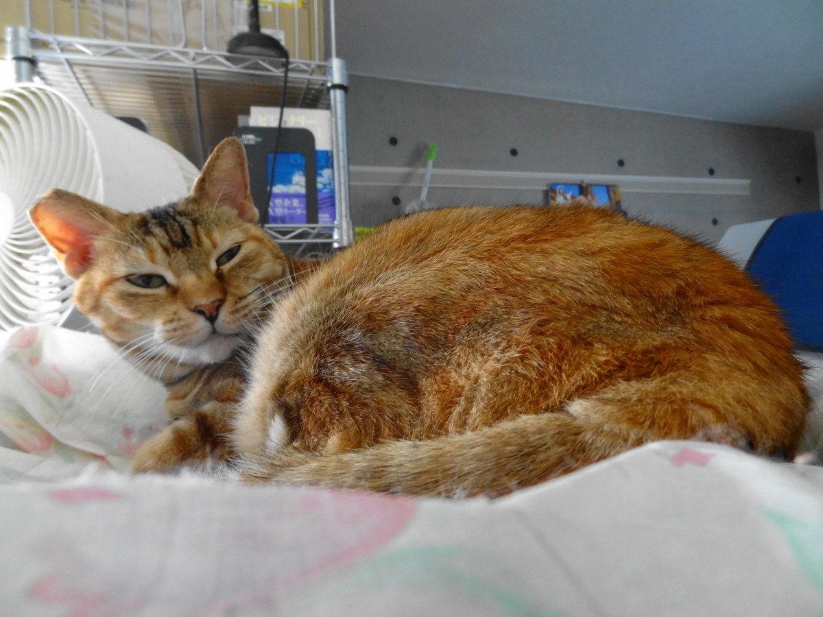 f:id:shigeo-t:20201204110241j:plain