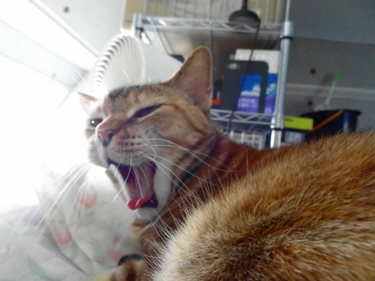 f:id:shigeo-t:20201204110324j:plain