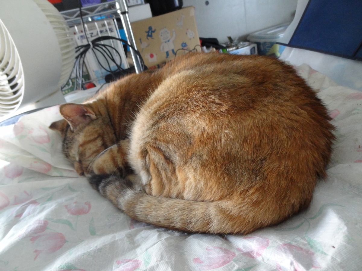 f:id:shigeo-t:20201204110346j:plain