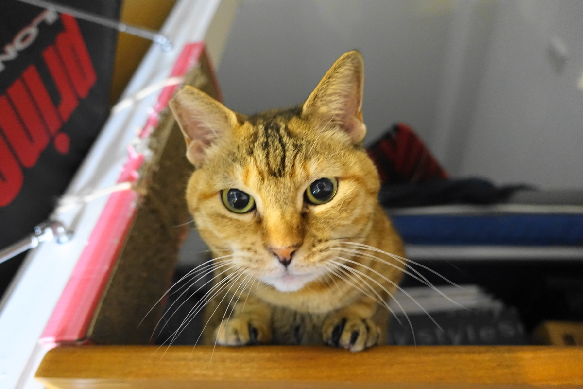 f:id:shigeo-t:20201204110527j:plain