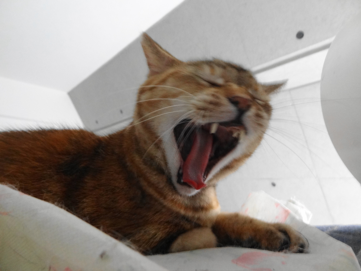 f:id:shigeo-t:20201204110710j:plain