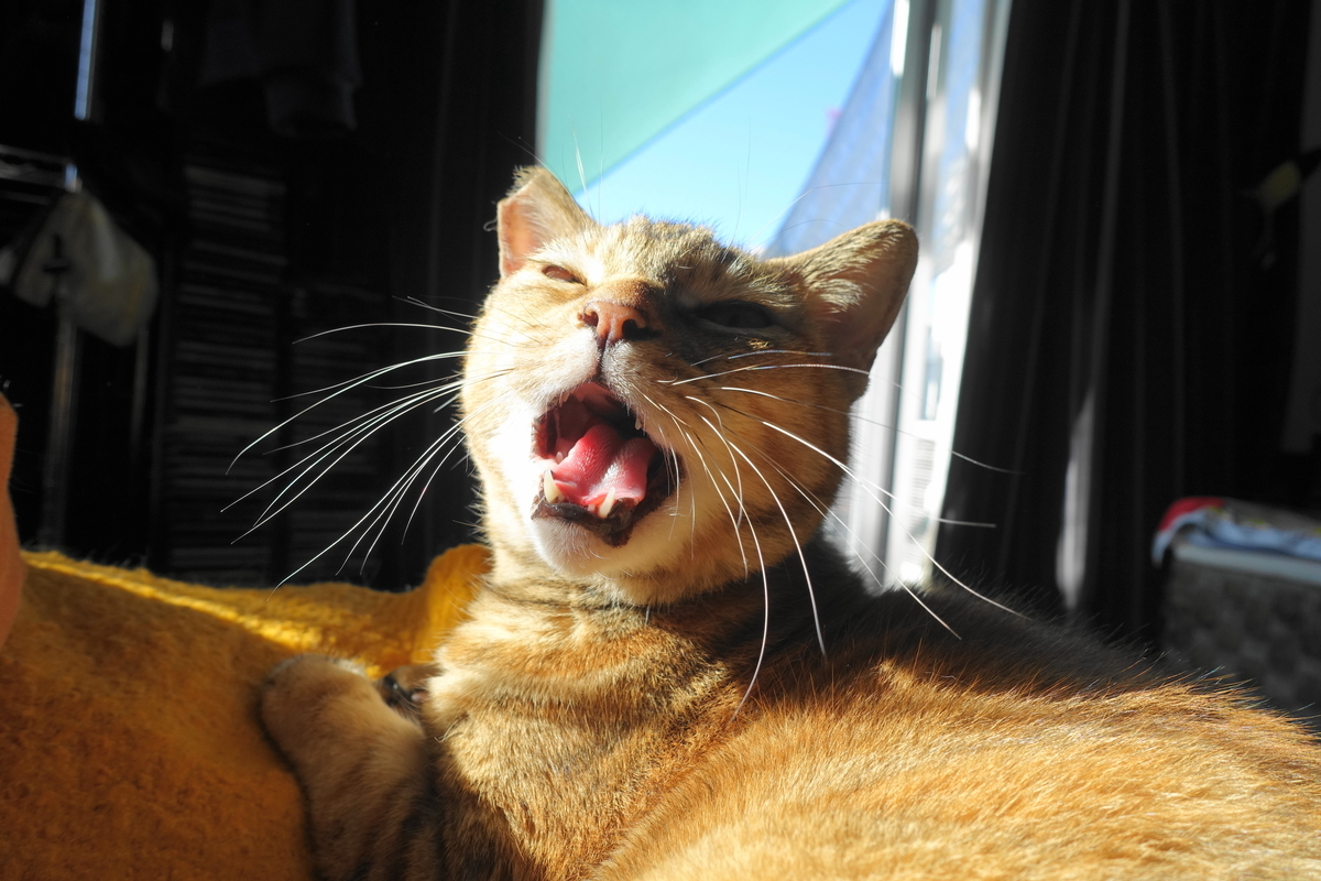 f:id:shigeo-t:20201204110834j:plain