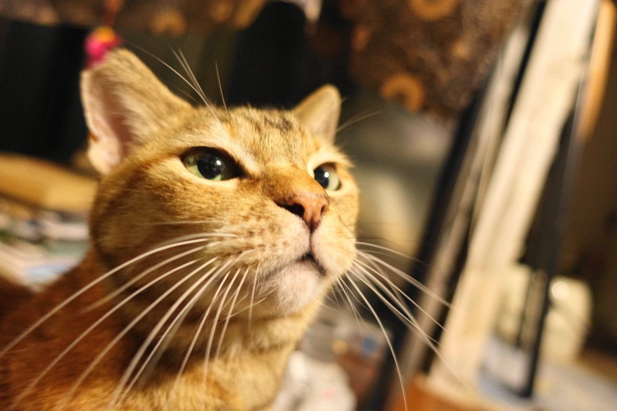 f:id:shigeo-t:20201204111056j:plain