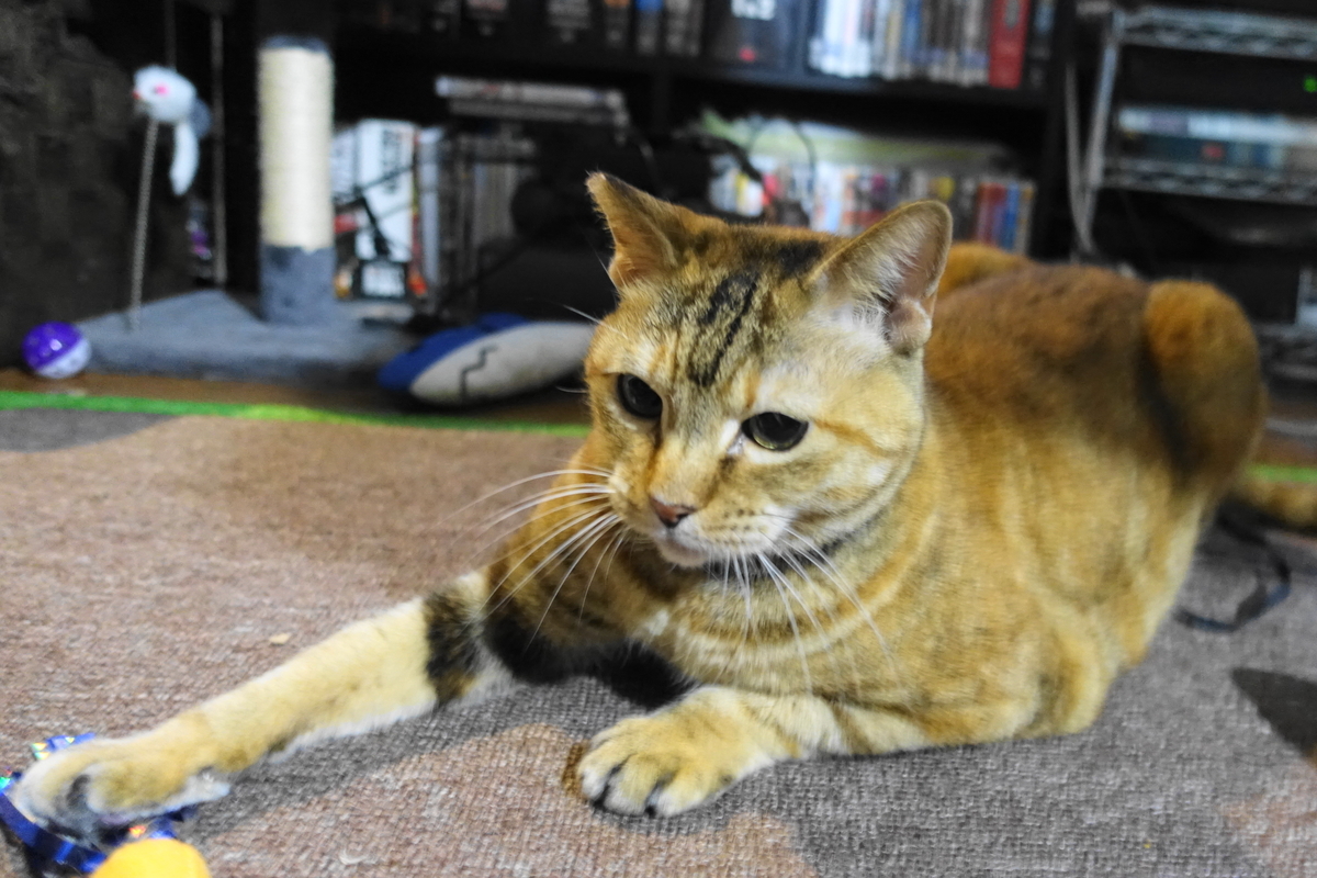 f:id:shigeo-t:20201204111230j:plain