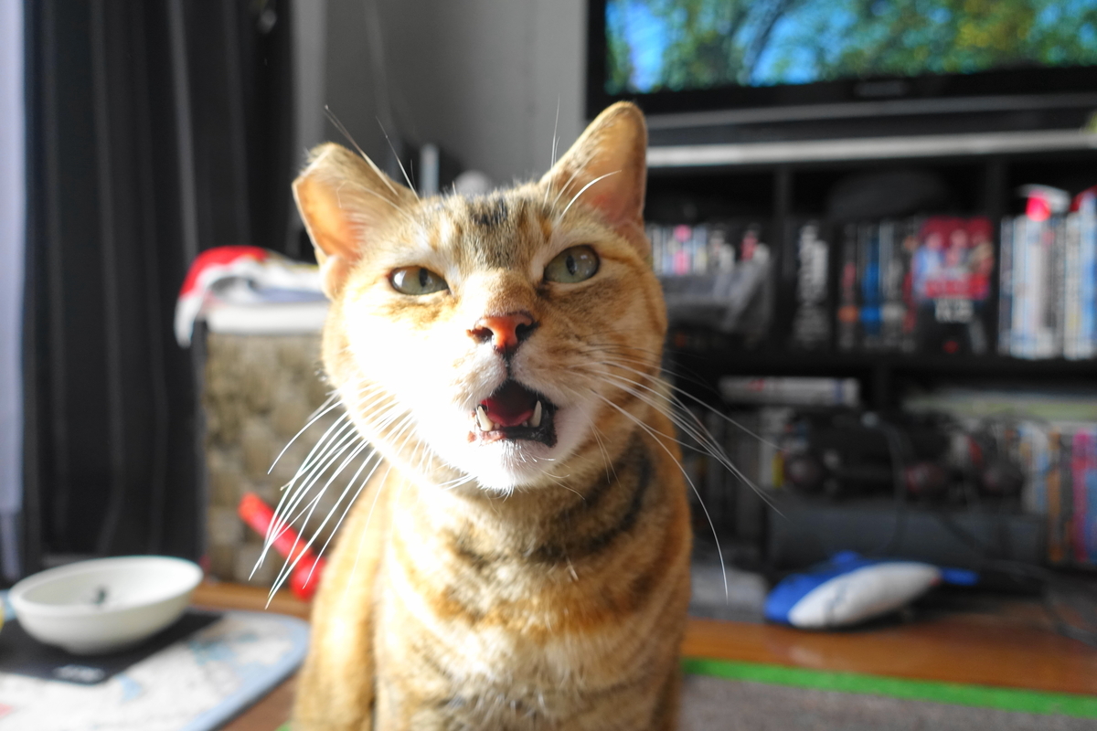 f:id:shigeo-t:20201204111419j:plain