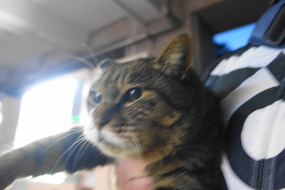 f:id:shigeo-t:20201209100441j:plain