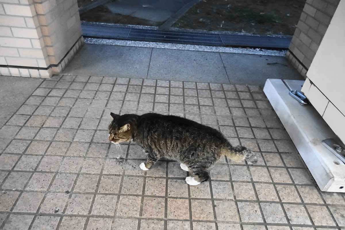 f:id:shigeo-t:20201209101538j:plain