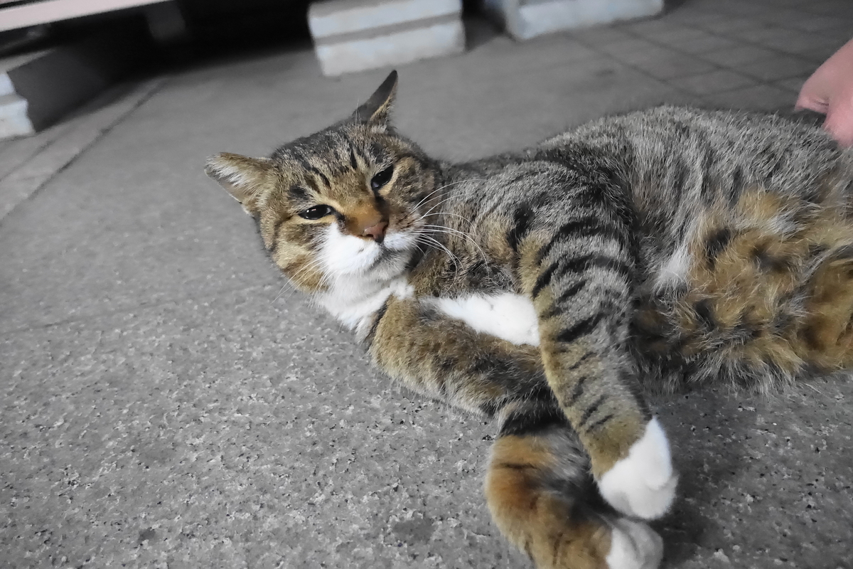 f:id:shigeo-t:20201209101627j:plain