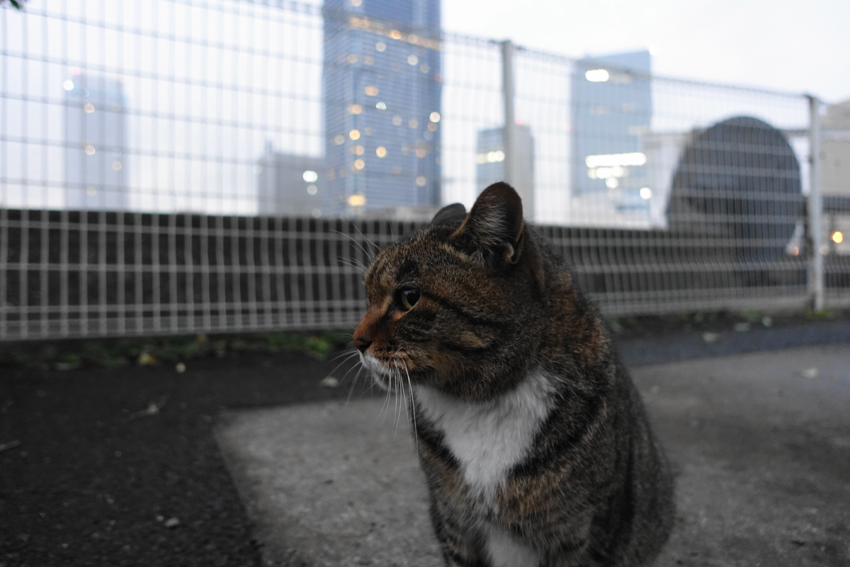 f:id:shigeo-t:20201209103607j:plain