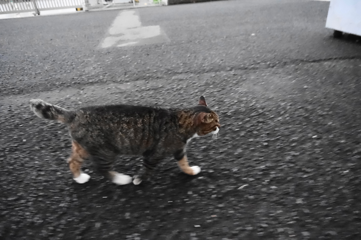 f:id:shigeo-t:20201209103710j:plain