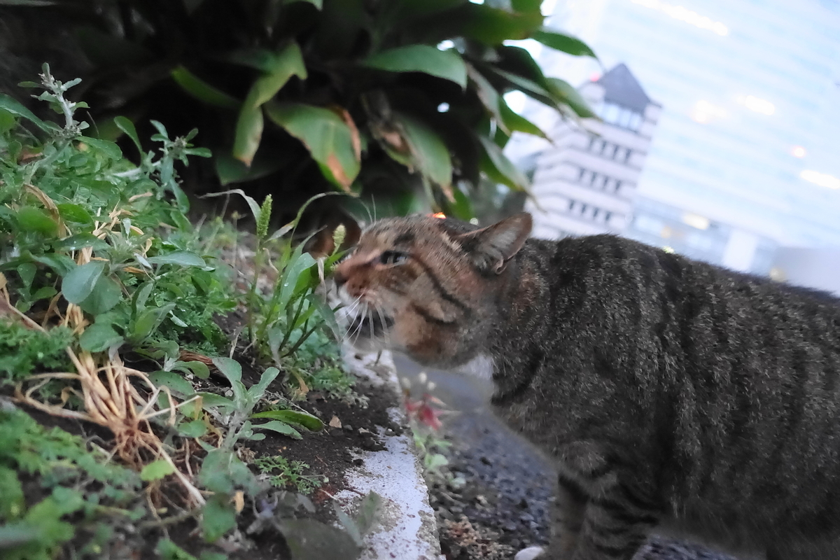 f:id:shigeo-t:20201209103755j:plain