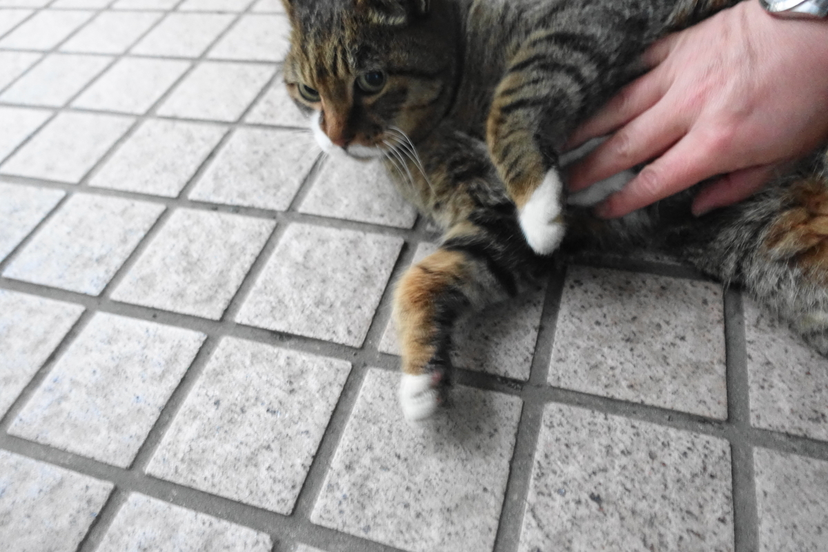 f:id:shigeo-t:20201212103449j:plain