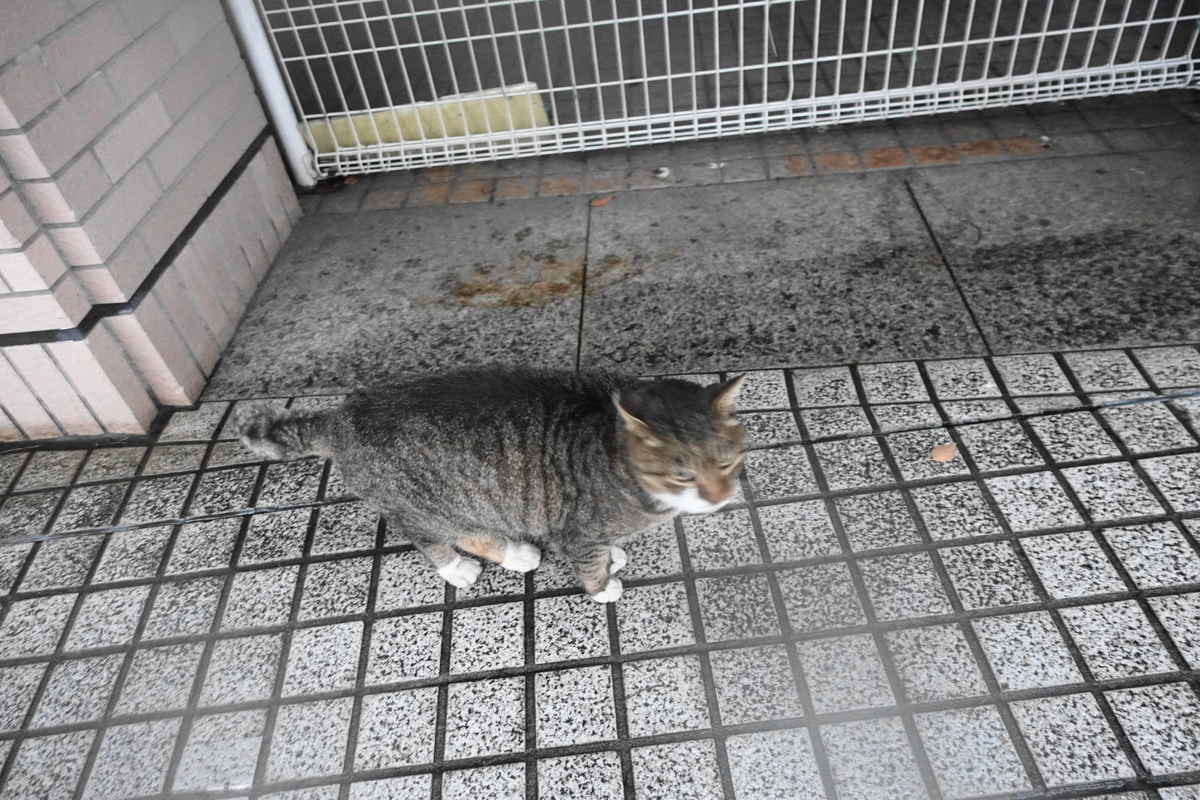 f:id:shigeo-t:20201212103858j:plain
