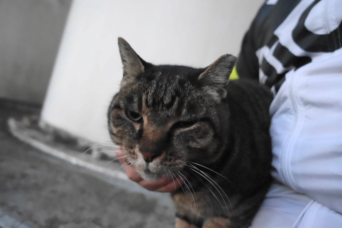 f:id:shigeo-t:20201212105528j:plain