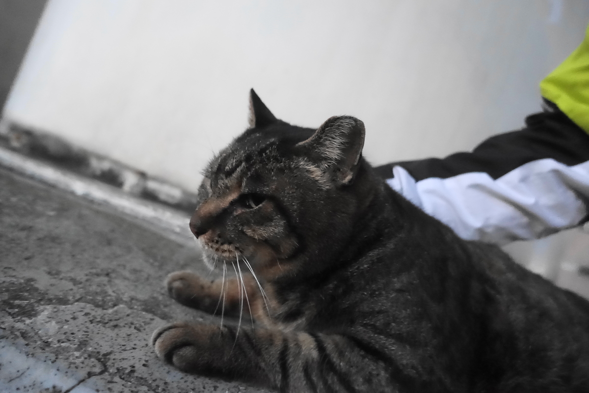 f:id:shigeo-t:20201212105619j:plain