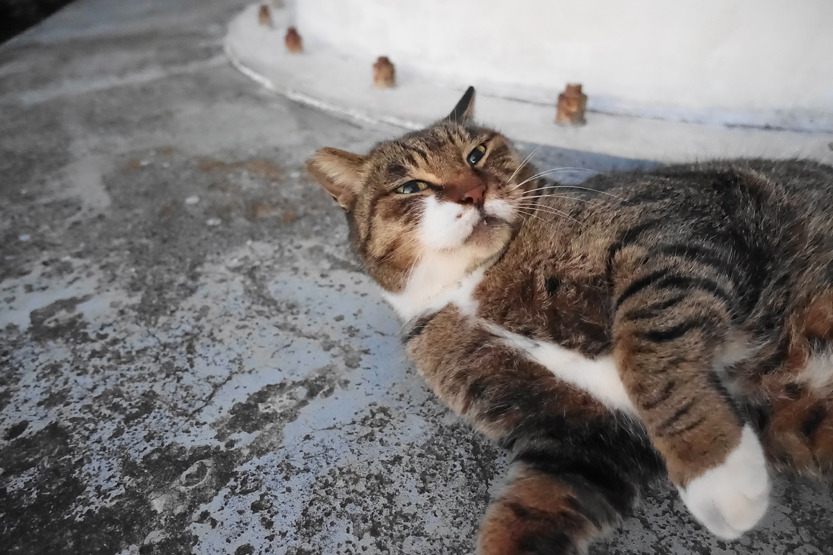 f:id:shigeo-t:20201212110601j:plain