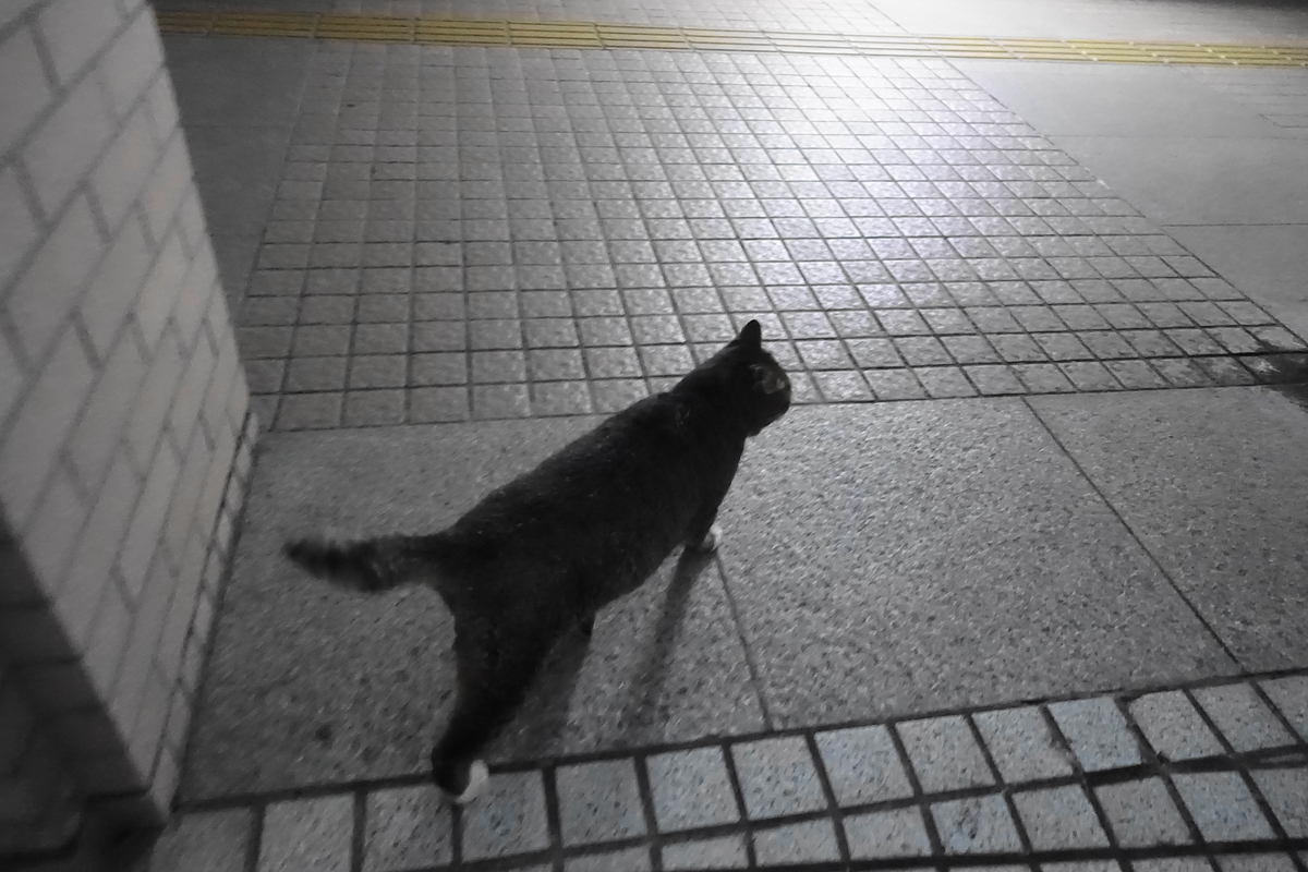 f:id:shigeo-t:20201216101556j:plain