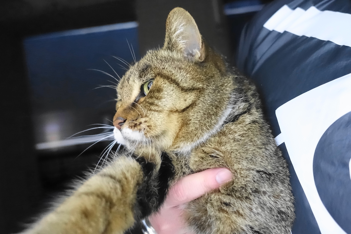 f:id:shigeo-t:20201216102951j:plain