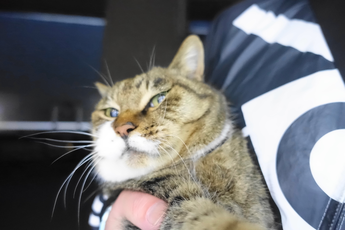 f:id:shigeo-t:20201216103003j:plain