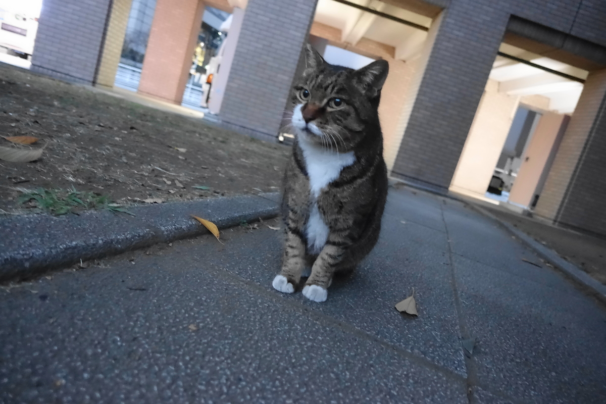 f:id:shigeo-t:20201216103113j:plain