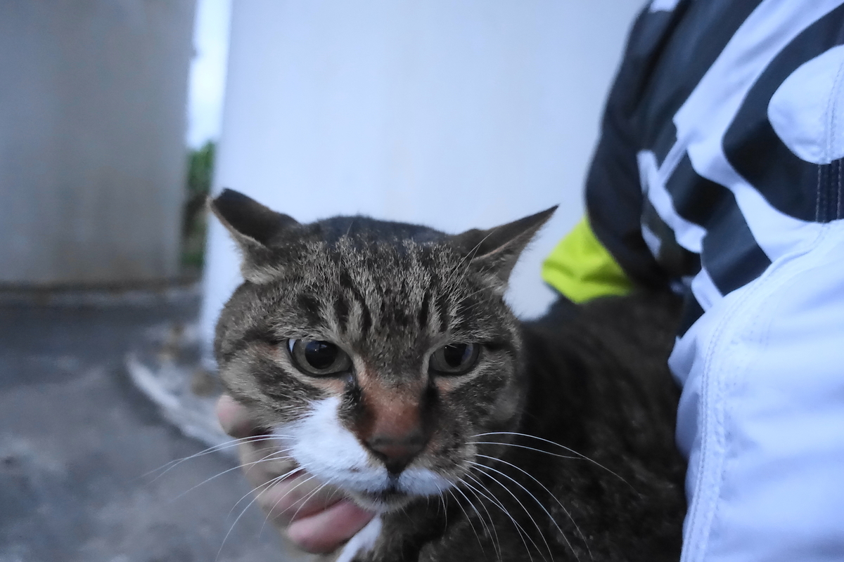 f:id:shigeo-t:20201216103130j:plain