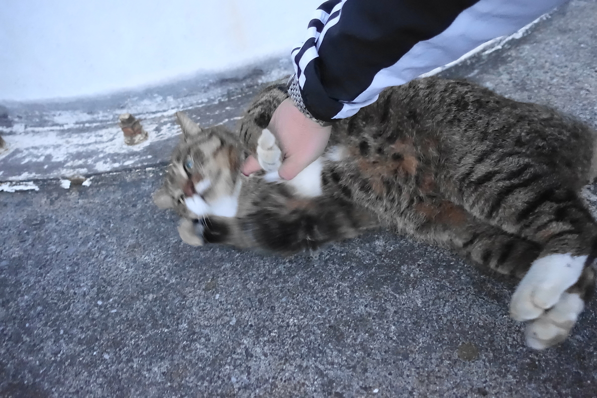 f:id:shigeo-t:20201216103208j:plain