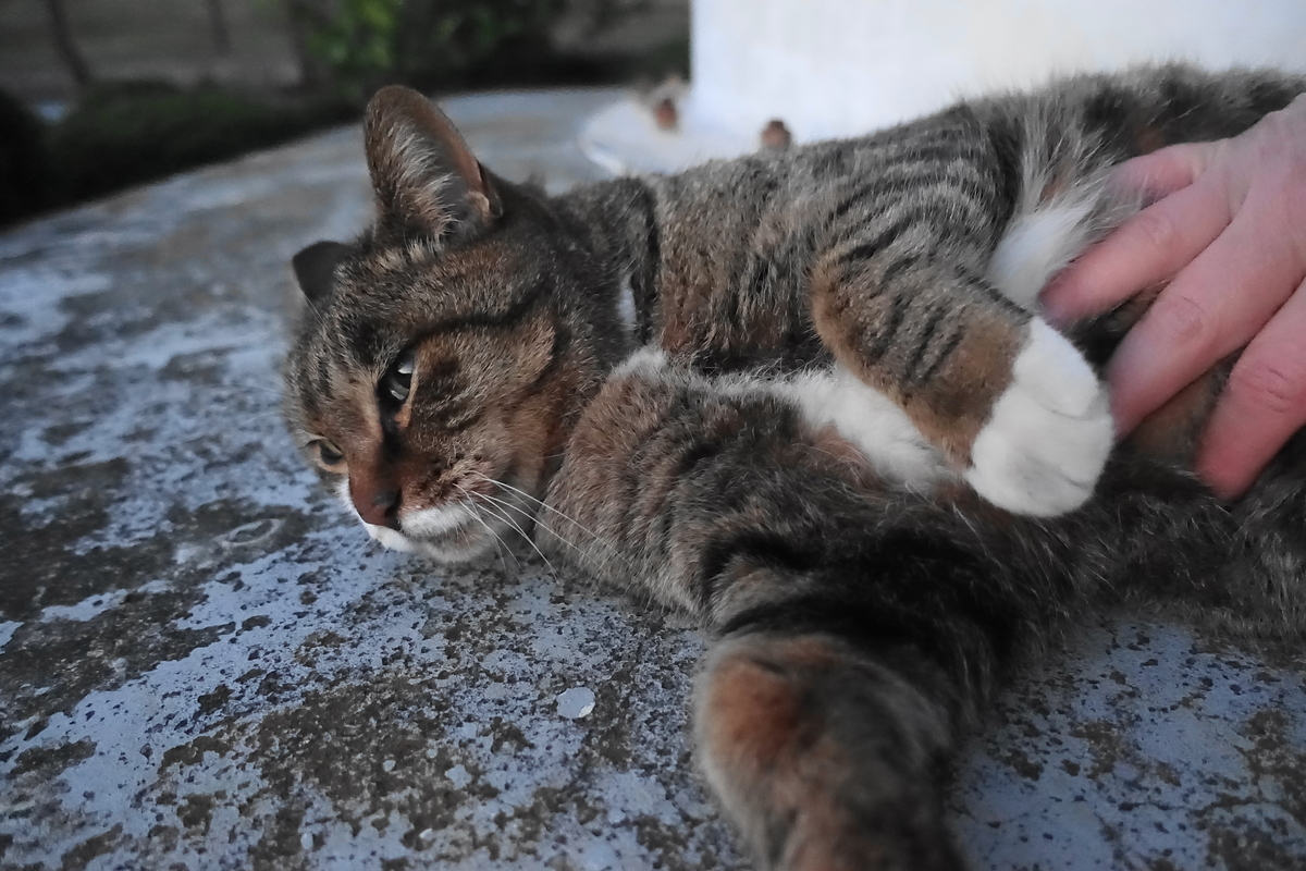 f:id:shigeo-t:20201218105612j:plain