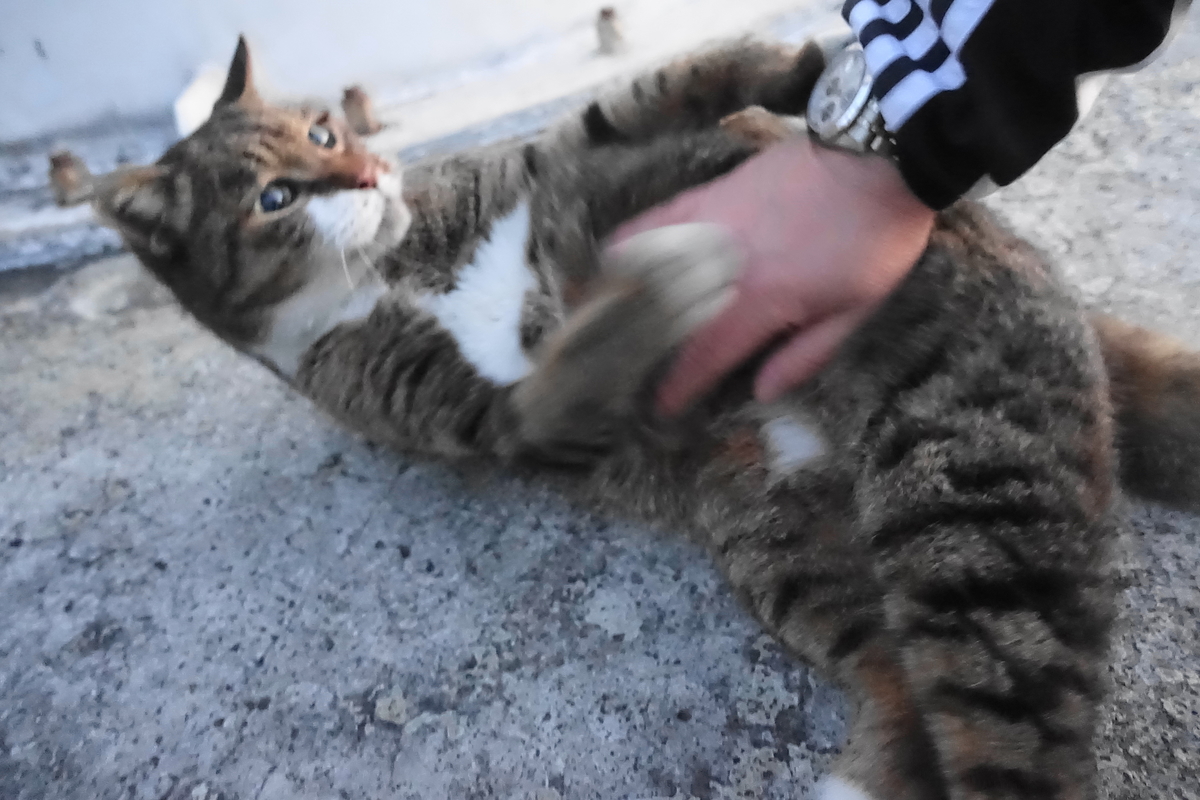 f:id:shigeo-t:20201218110012j:plain
