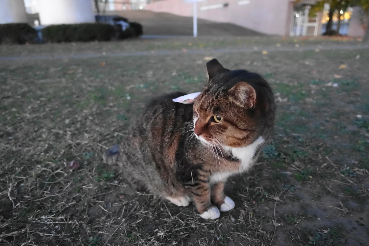 f:id:shigeo-t:20201218111353j:plain
