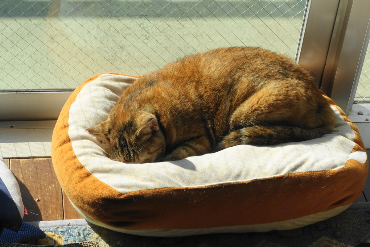 f:id:shigeo-t:20201220112732j:plain