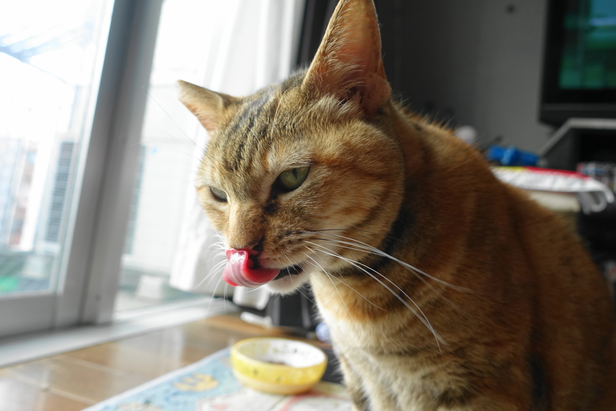 f:id:shigeo-t:20201220113354j:plain