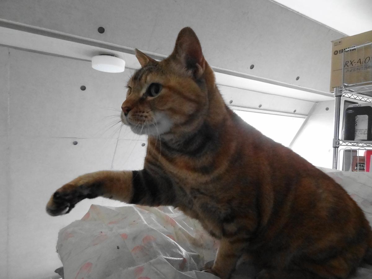 f:id:shigeo-t:20201220113601j:plain