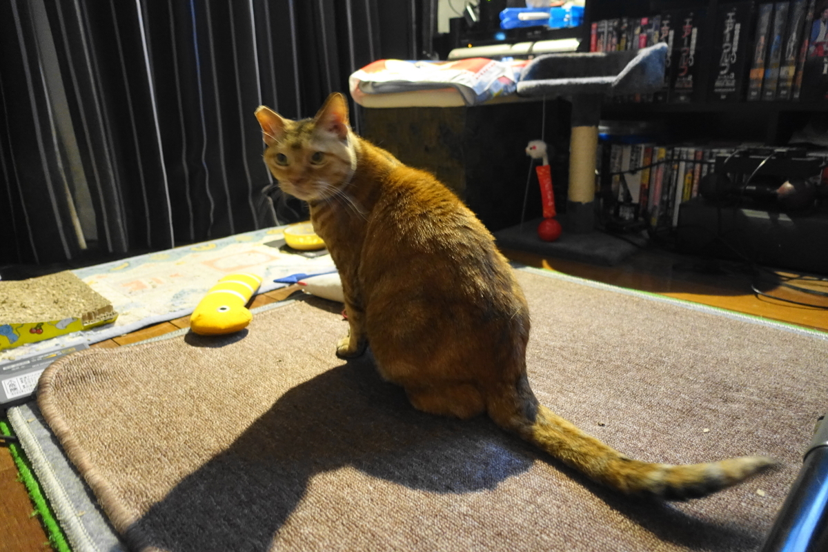 f:id:shigeo-t:20201220113739j:plain