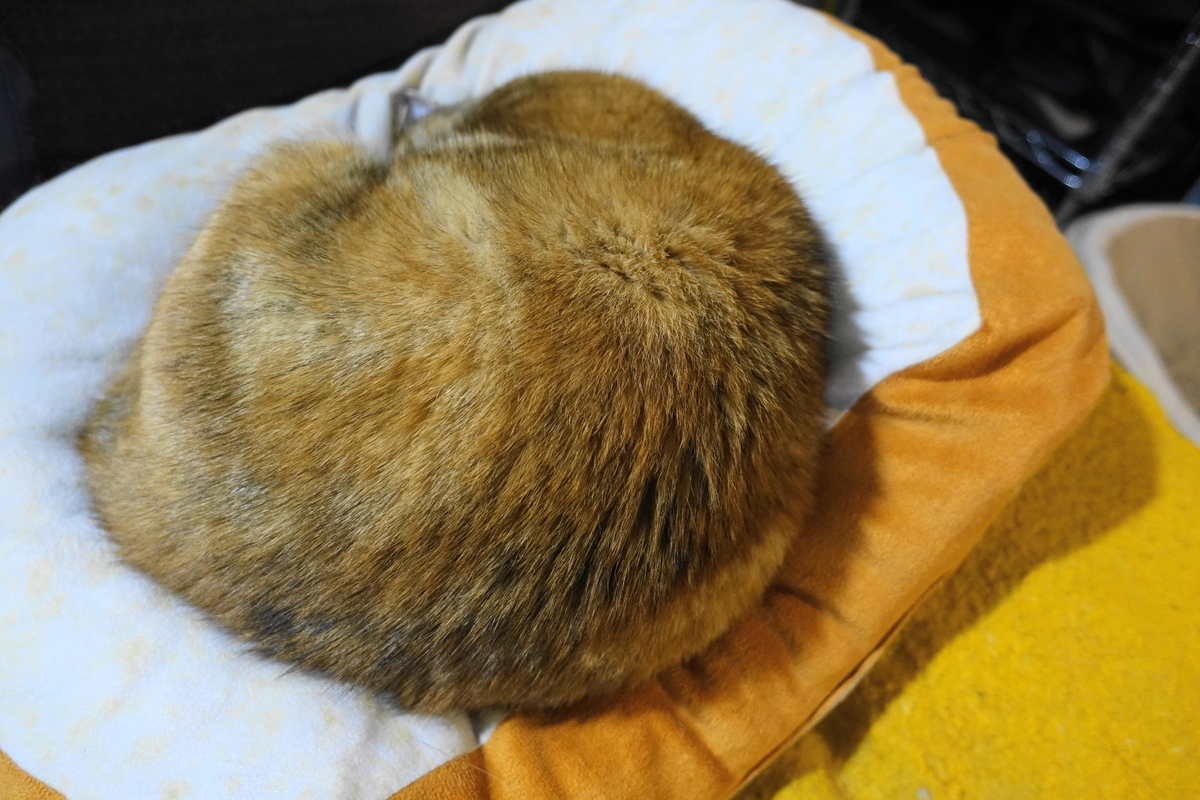 f:id:shigeo-t:20201220113949j:plain