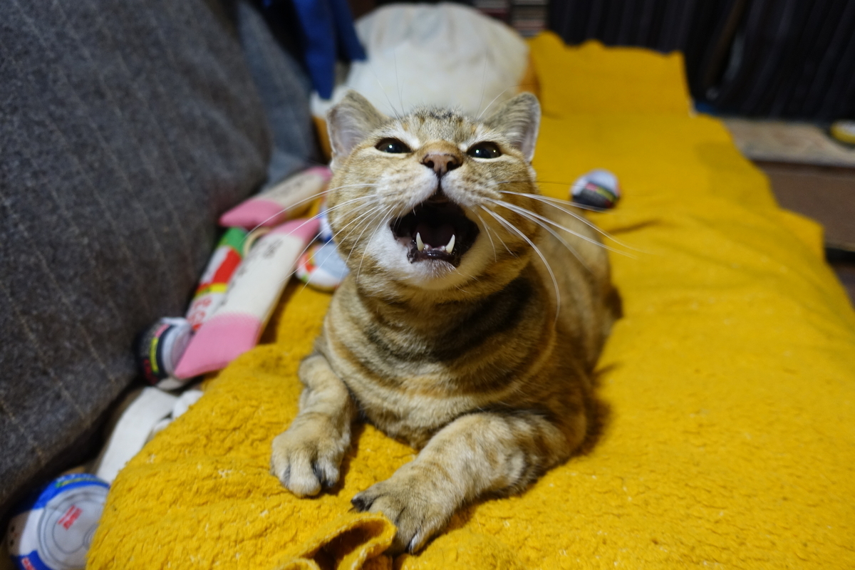 f:id:shigeo-t:20201220114104j:plain