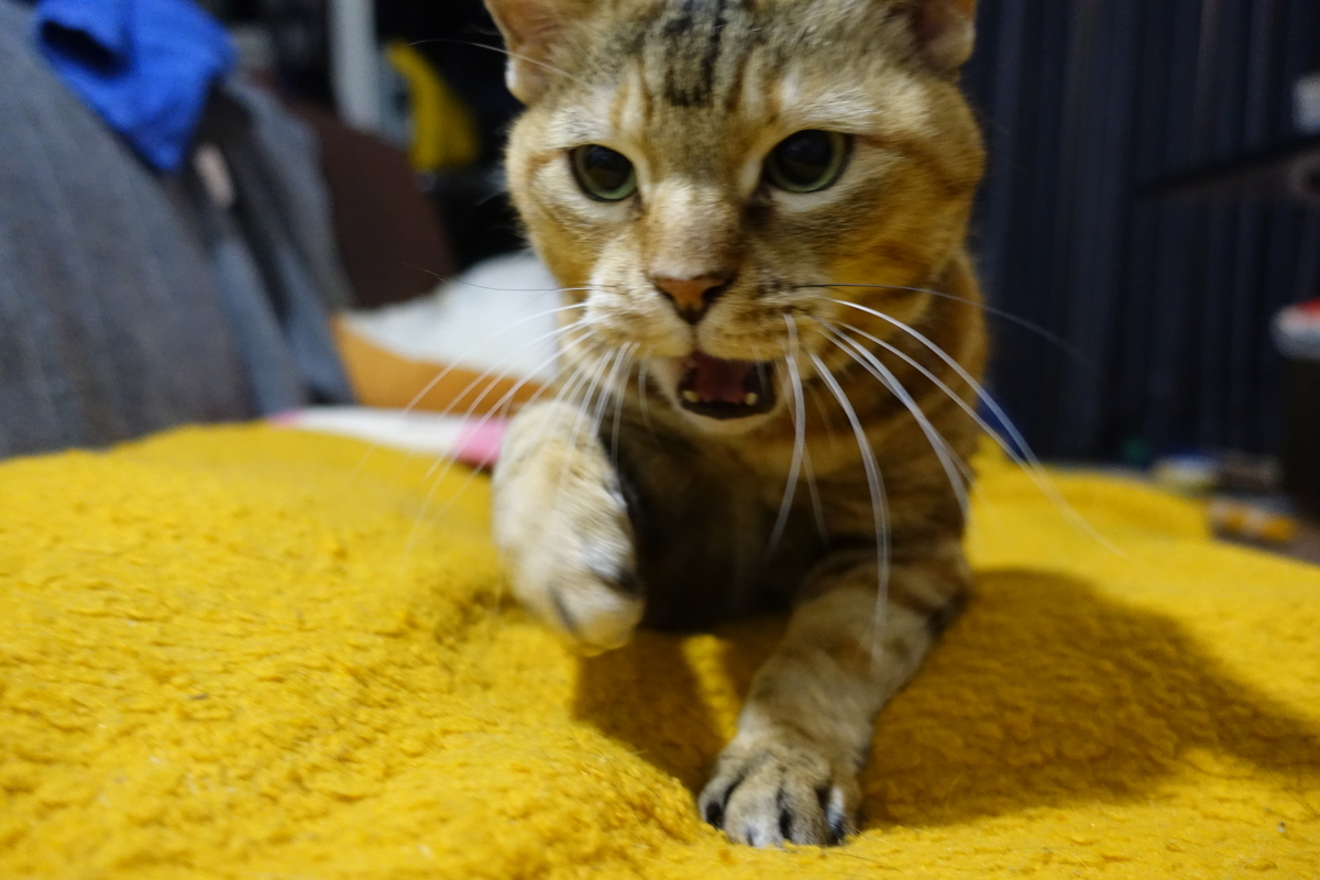 f:id:shigeo-t:20201220114228j:plain