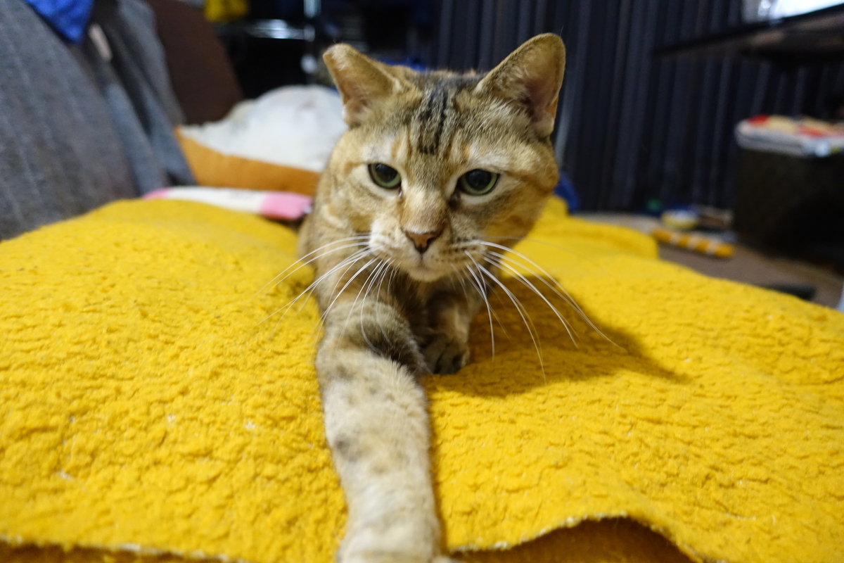 f:id:shigeo-t:20201220114230j:plain