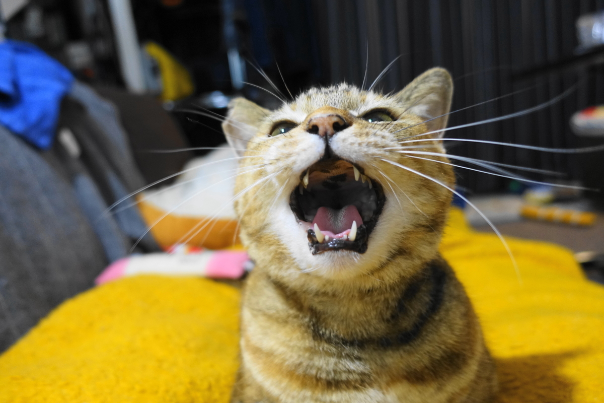 f:id:shigeo-t:20201220114308j:plain