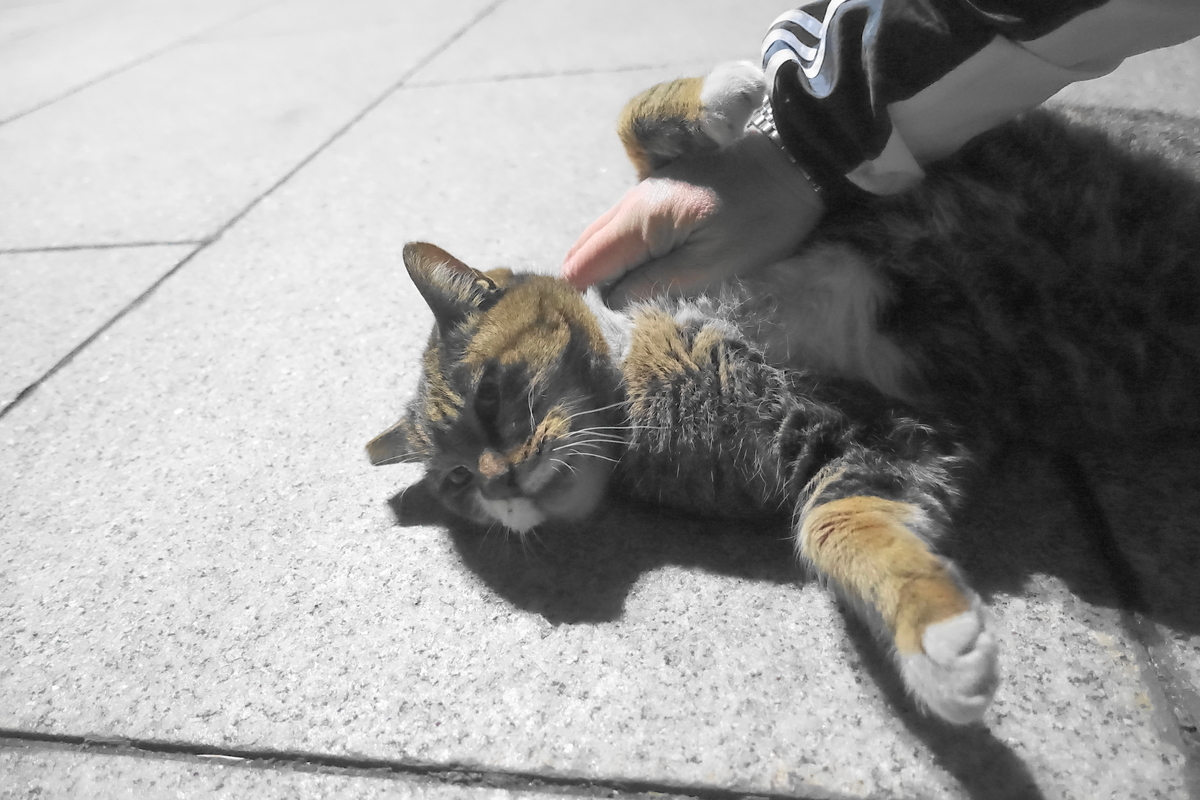 f:id:shigeo-t:20201224094346j:plain