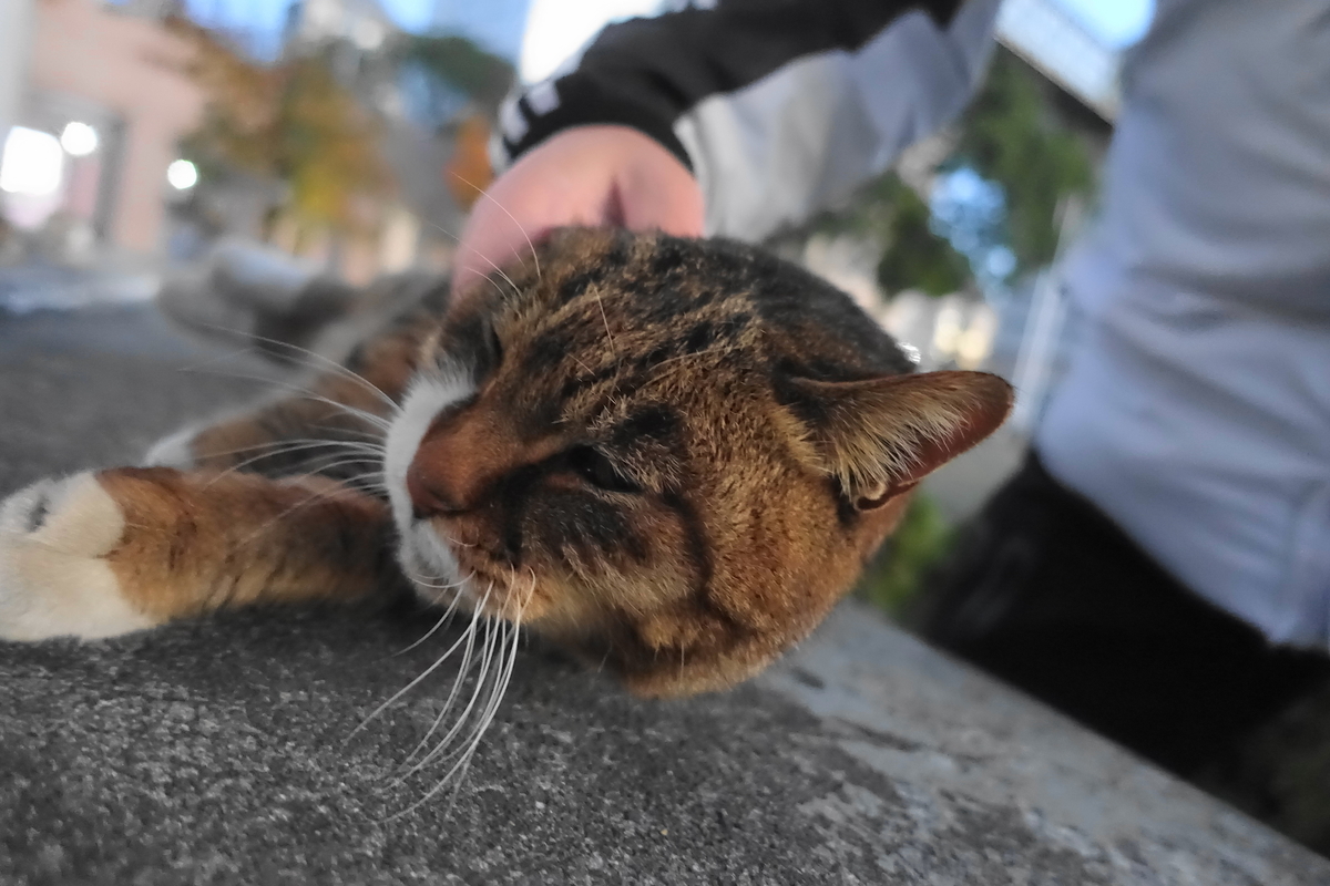 f:id:shigeo-t:20201228133811j:plain