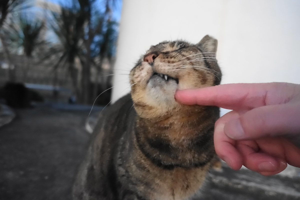 f:id:shigeo-t:20201228133855j:plain