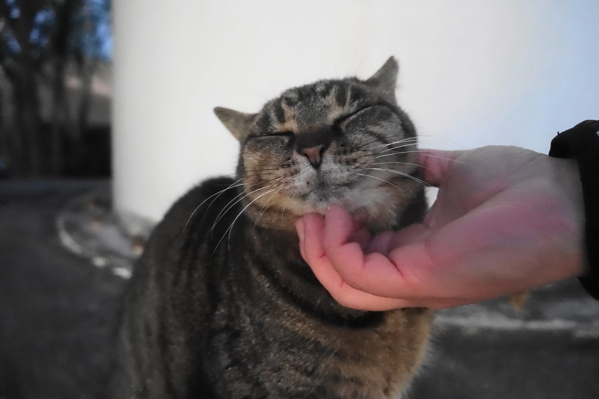 f:id:shigeo-t:20201228133908j:plain