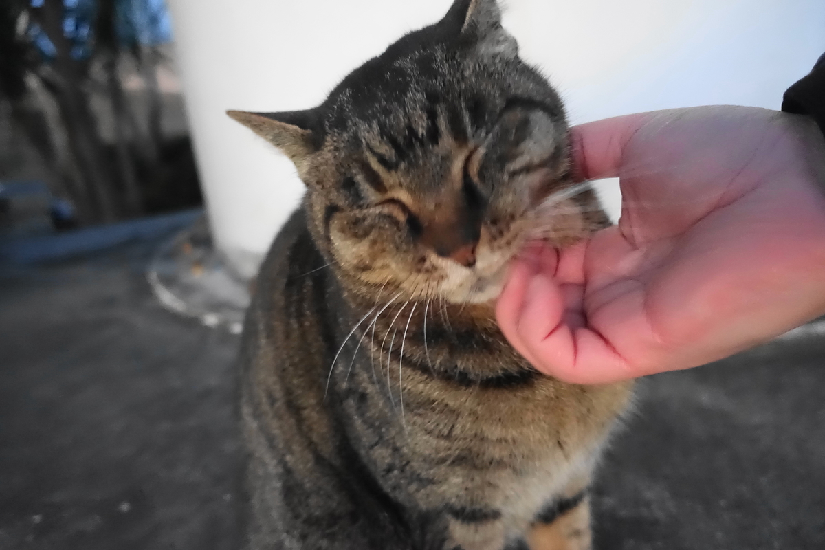 f:id:shigeo-t:20201228133920j:plain