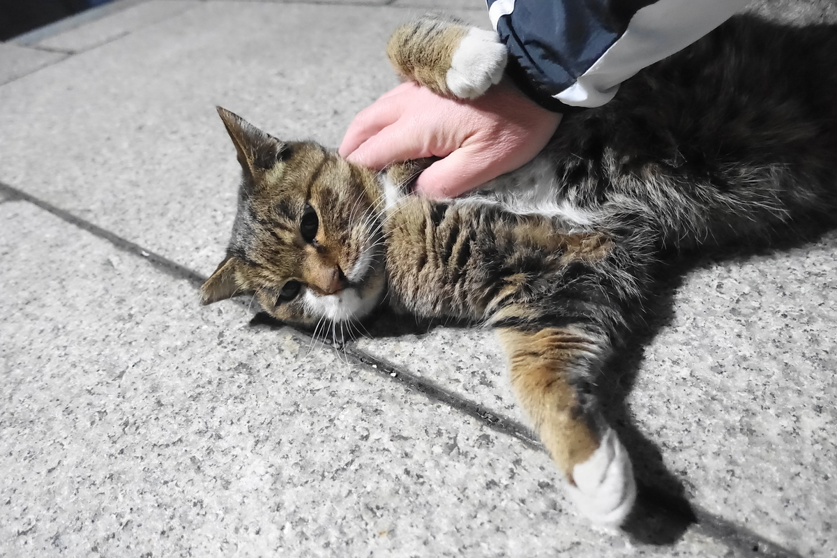 f:id:shigeo-t:20201228141407j:plain