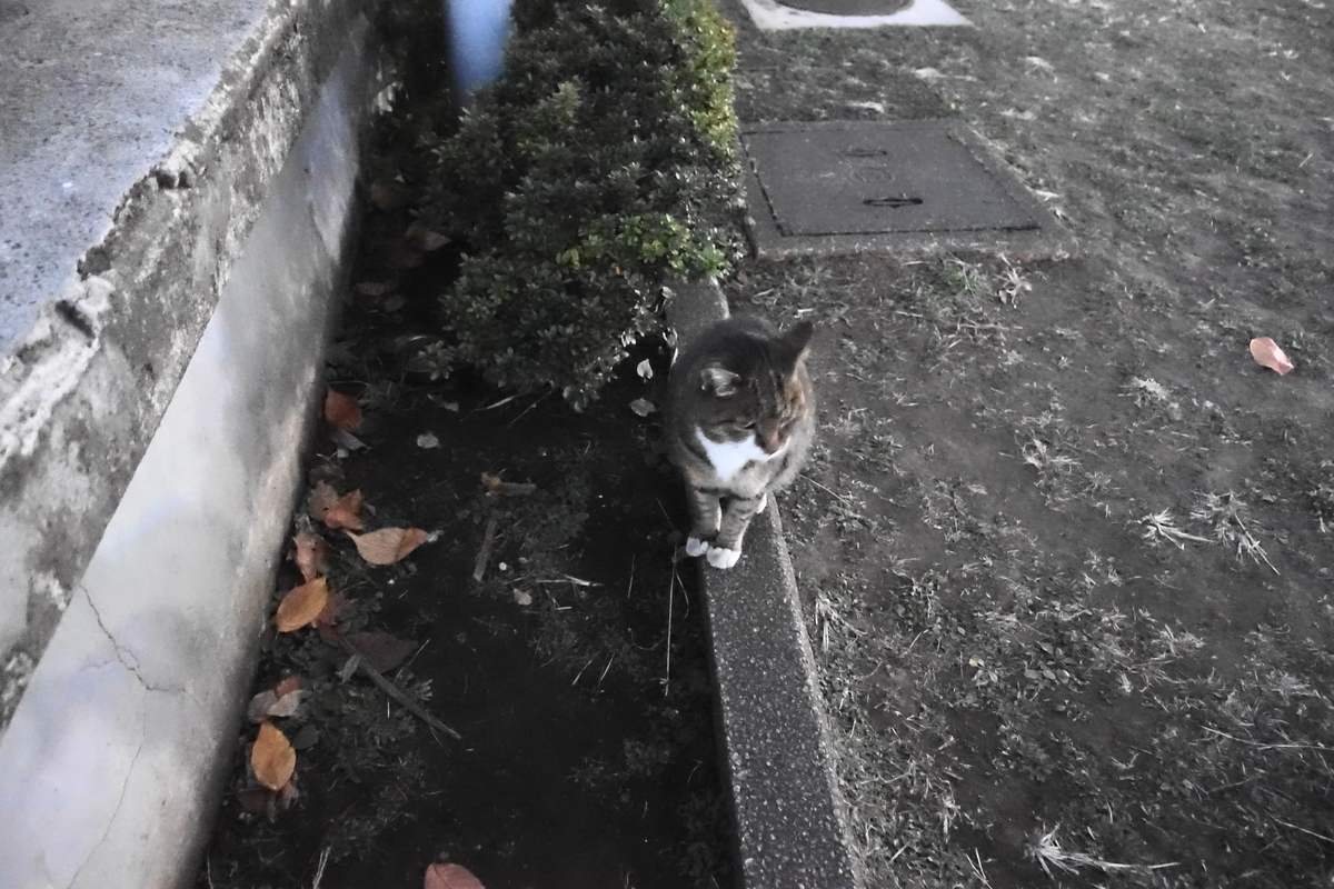 f:id:shigeo-t:20201228142828j:plain