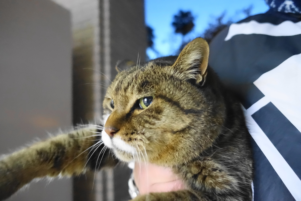 f:id:shigeo-t:20201228143239j:plain