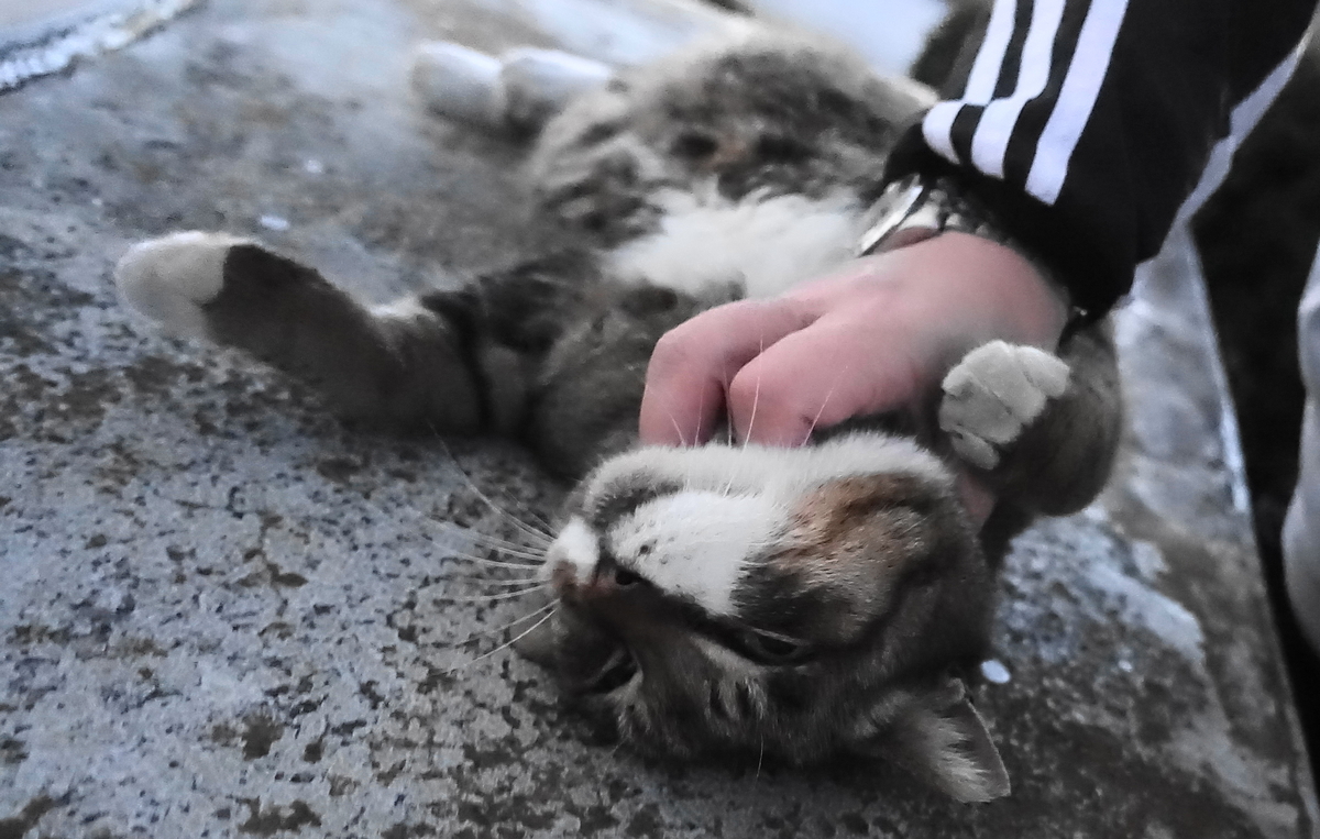 f:id:shigeo-t:20201228143623j:plain