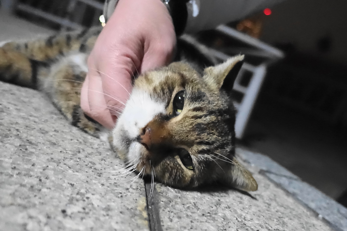 f:id:shigeo-t:20201231111210j:plain