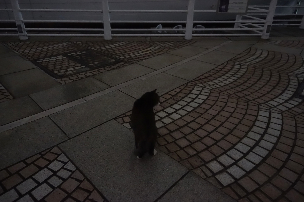 f:id:shigeo-t:20201231111421j:plain