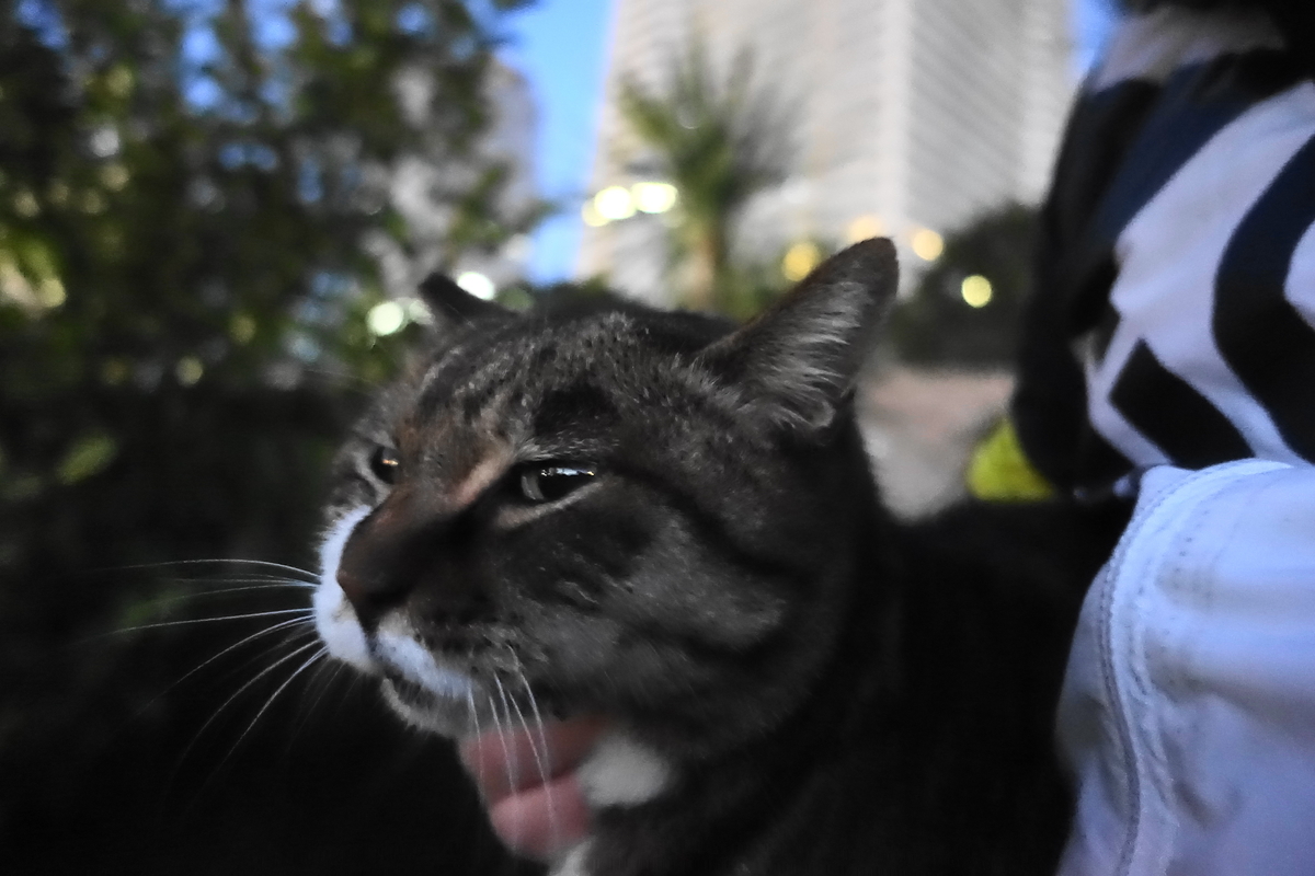 f:id:shigeo-t:20201231112311j:plain